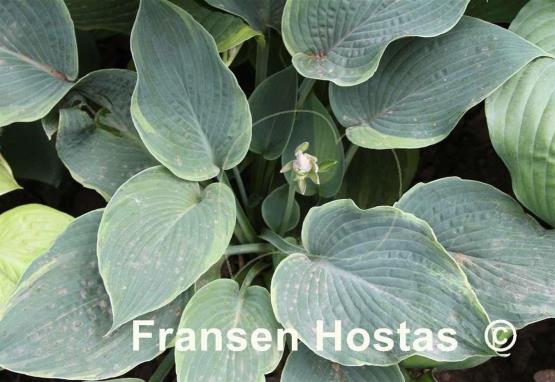 Hosta Lovely to Behold